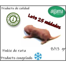 Lote 25 unidades de pinky de rata 